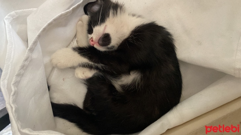 Tuxedo (Smokin) Kedi, Kedi  maske fotoğrafı
