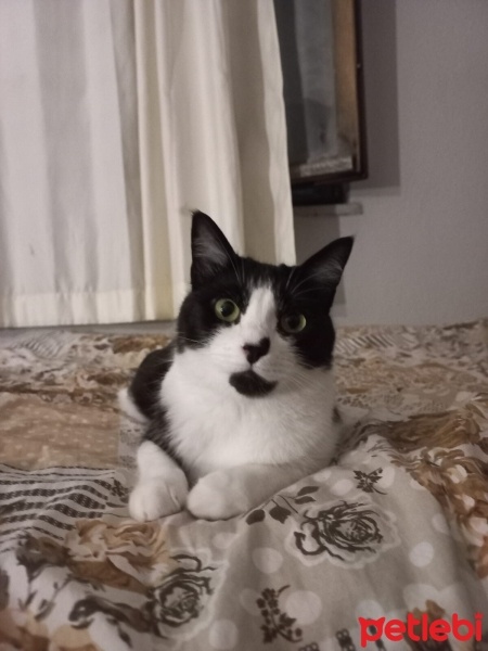 Tekir Kedi, Kedi  Frida fotoğrafı