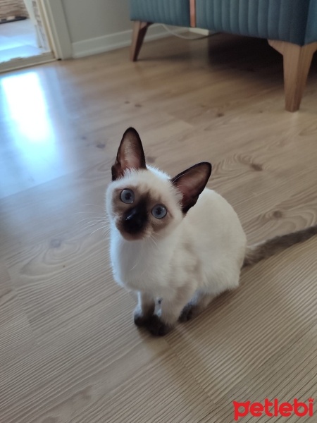 Siyam Kedisi, Kedi  BİHTER fotoğrafı