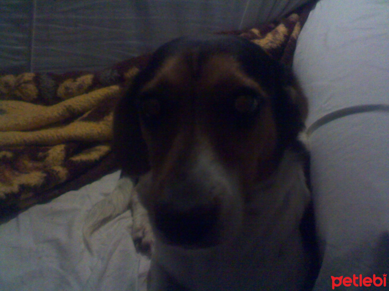 Jack Russell Terrier, Köpek  Lady fotoğrafı