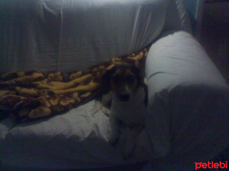 Jack Russell Terrier, Köpek  Lady fotoğrafı