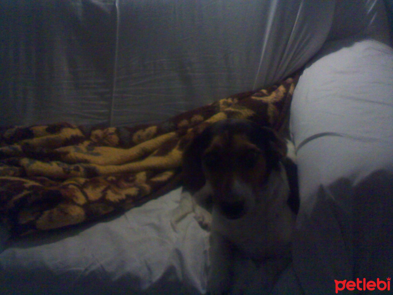 Jack Russell Terrier, Köpek  Lady fotoğrafı