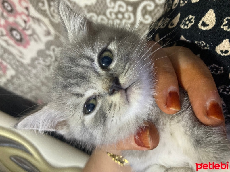 British Shorthair, Kedi  boncuk fotoğrafı