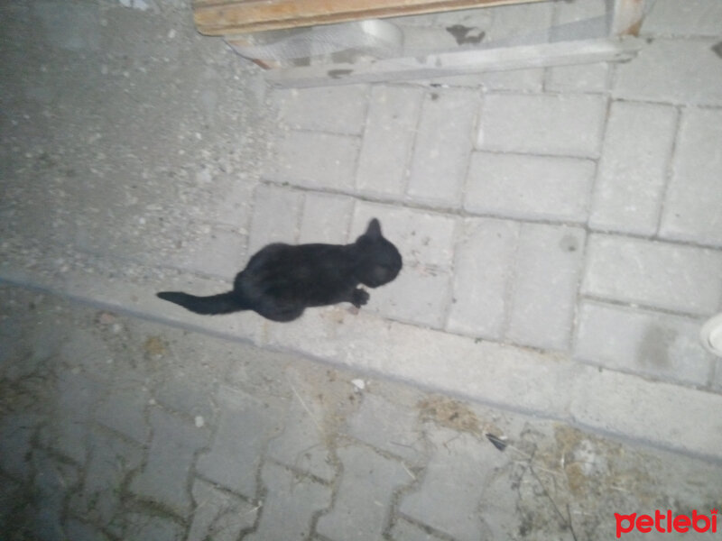 Soke, Kedi  Cips fotoğrafı