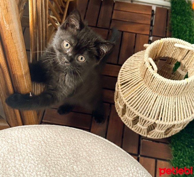 British Longhair, Kedi  SİMBA fotoğrafı