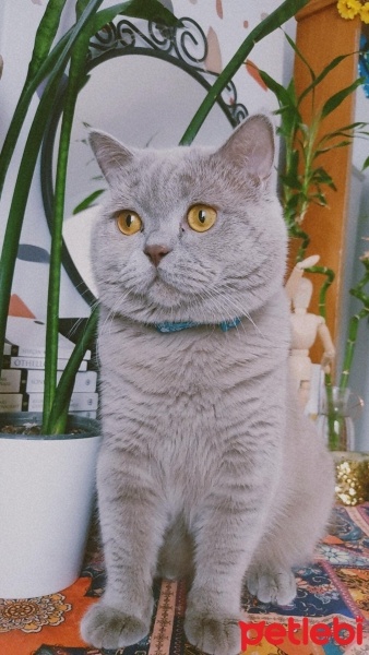 British Shorthair, Kedi  Kaju fotoğrafı