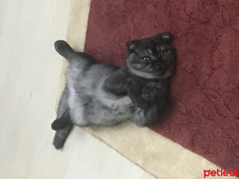 Scottish Fold, Kedi  Zeytin fotoğrafı