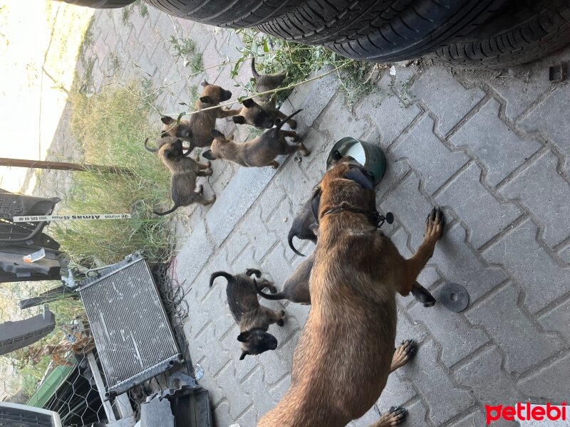 Belçika Malinois, Köpek  Belcıka kurdu fotoğrafı