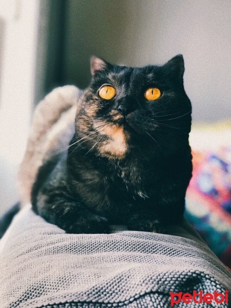 Scottish Fold, Kedi  Batman fotoğrafı