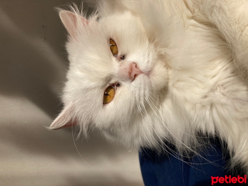 British Longhair, Kedi  Venüs fotoğrafı