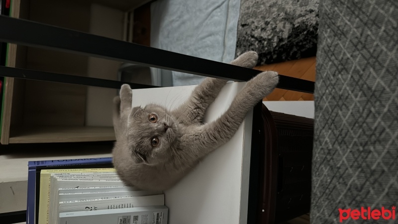 Scottish Fold, Kedi  Badem fotoğrafı
