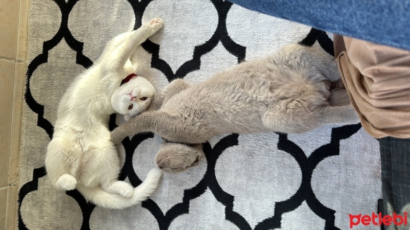 Scottish Fold, Kedi  Pamuk fotoğrafı