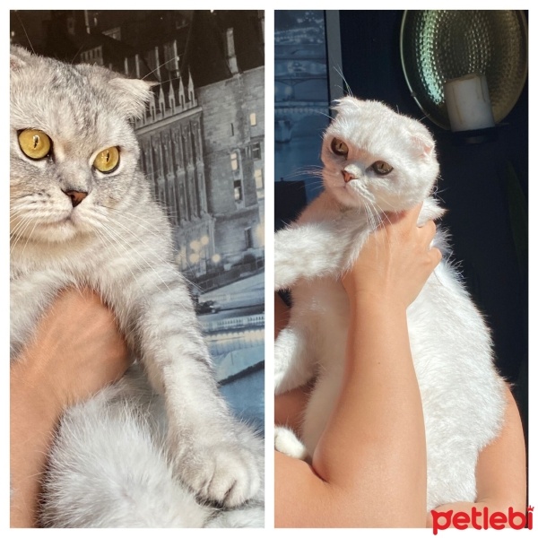 Scottish Fold, Kedi  Ücretsiz scottish fold sahiplendirme fotoğrafı