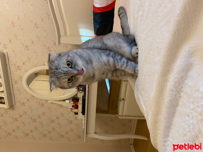 Scottish Fold, Kedi  Ücretsiz scottish fold sahiplendirme fotoğrafı