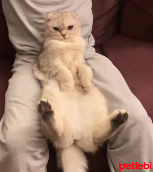 Scottish Fold, Kedi  Ücretsiz scottish fold sahiplendirme fotoğrafı