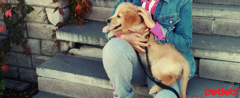Golden Retriever, Köpek  ÇİKO  fotoğrafı