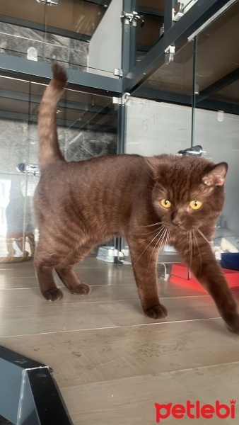 British Shorthair, Kedi  Alvin fotoğrafı