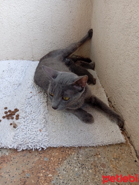 British Shorthair, Kedi  Sahipsiz fotoğrafı
