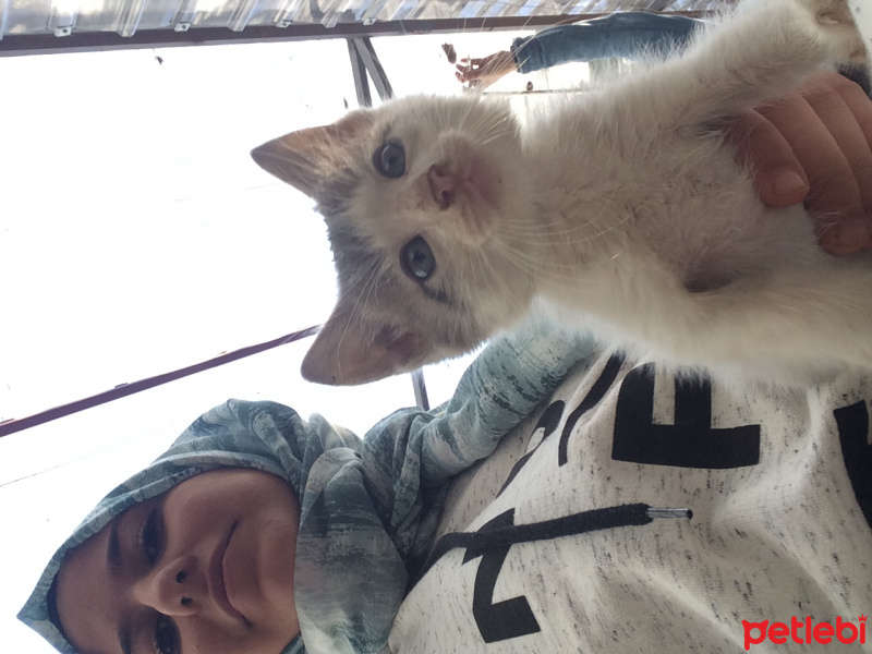 Tekir Kedi, Kedi  Garip fotoğrafı