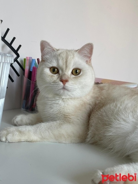 British Shorthair, Kedi  Reçel balım fotoğrafı
