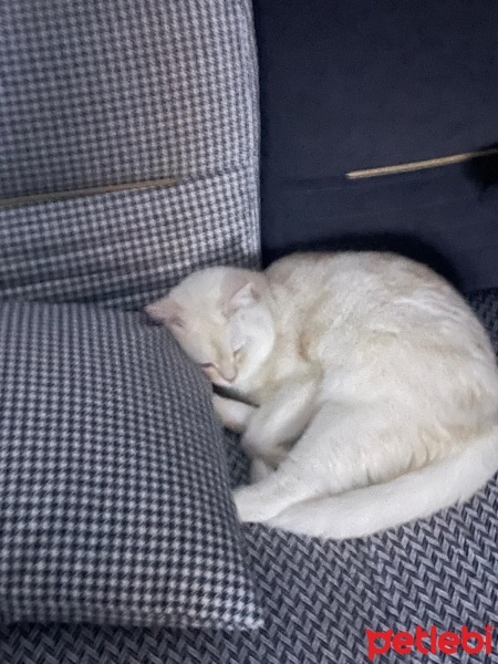 British Shorthair, Kedi  Reçel balım fotoğrafı