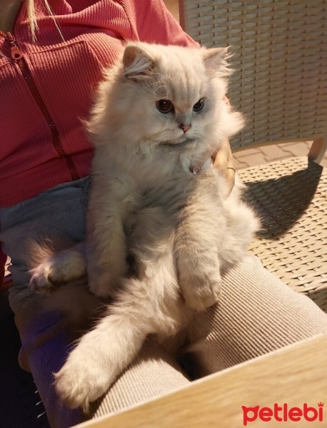 Scottish Fold, Kedi  Fred fotoğrafı