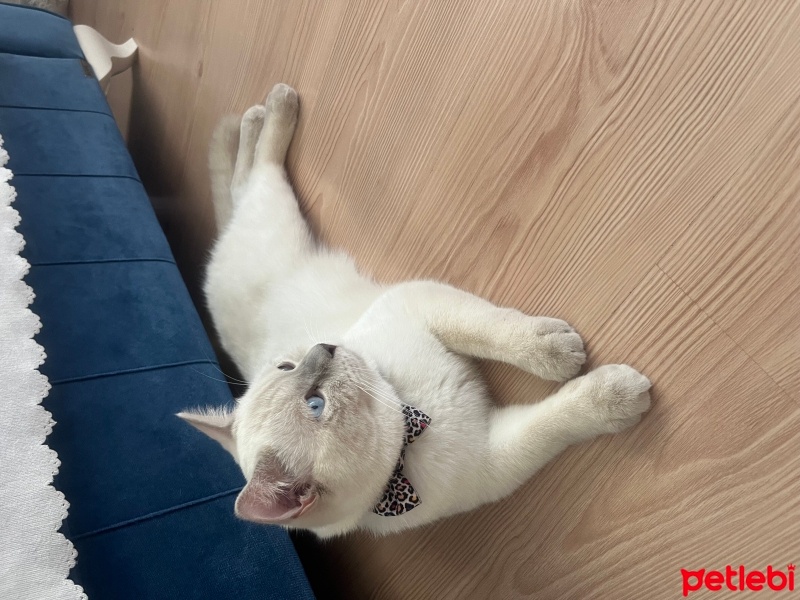 British Shorthair, Kedi  Boncuk fotoğrafı