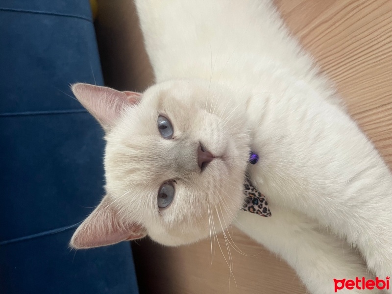 British Shorthair, Kedi  Boncuk fotoğrafı