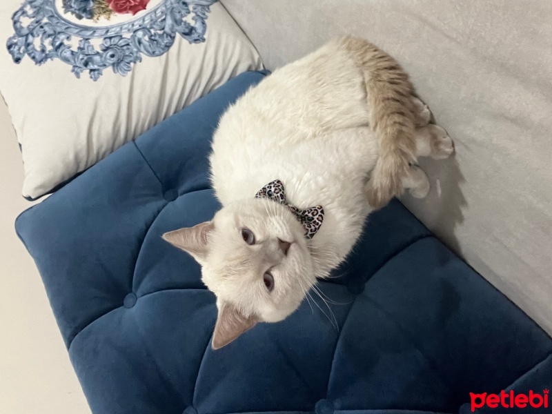British Shorthair, Kedi  Boncuk fotoğrafı