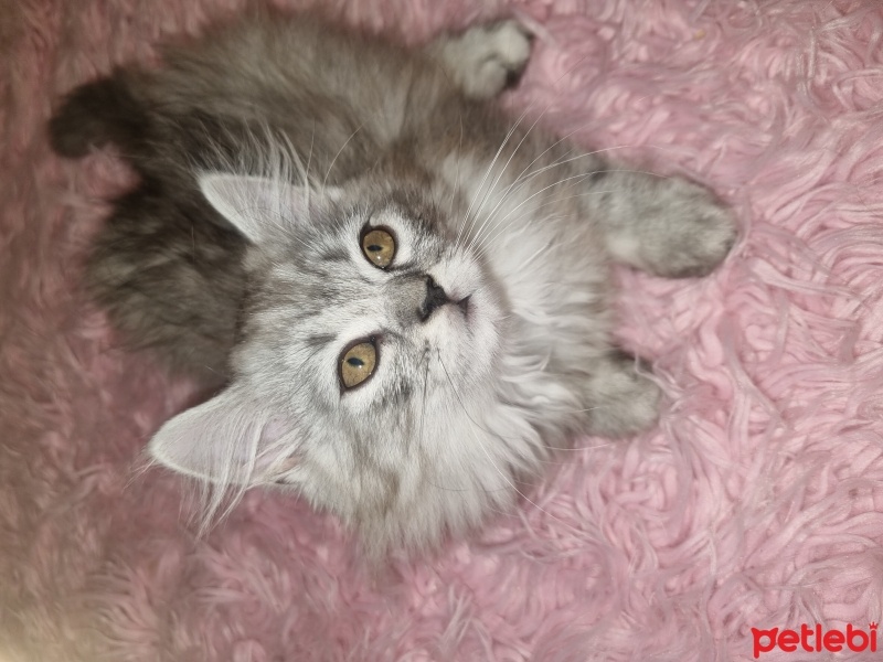 Chinchilla, Kedi  Yavru Chinchilla fotoğrafı