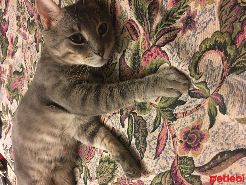 Tekir Kedi, Kedi  Kayra fotoğrafı