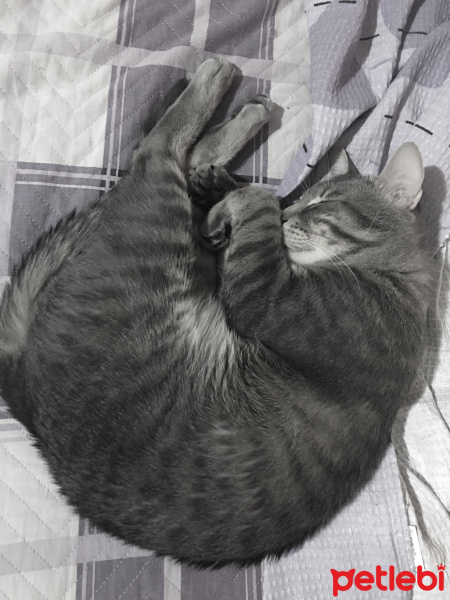Tekir Kedi, Kedi  Kayra fotoğrafı