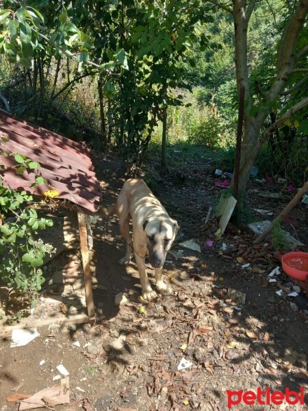 Kangal, Köpek  Boksör fotoğrafı