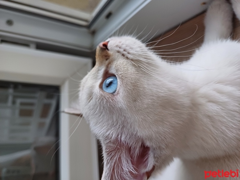 British Shorthair, Kedi  Yuki fotoğrafı