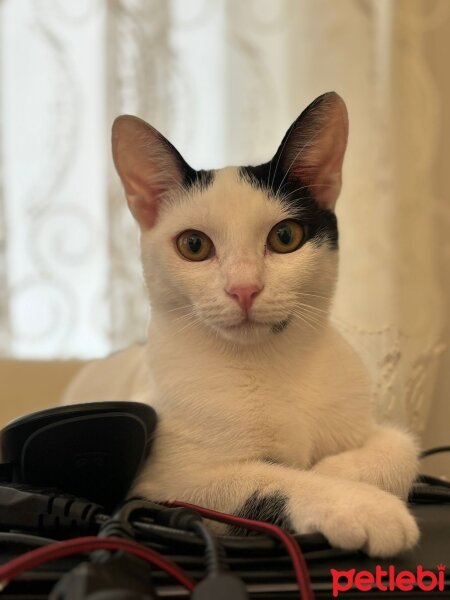 Tuxedo (Smokin) Kedi, Kedi  Sakız fotoğrafı