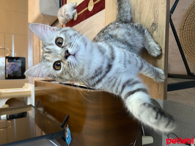 Brazilian Shorthair, Kedi  Küçük fotoğrafı