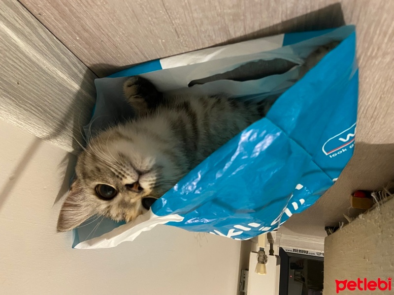 Brazilian Shorthair, Kedi  Küçük fotoğrafı