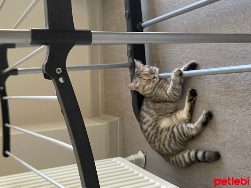 Brazilian Shorthair, Kedi  Küçük fotoğrafı