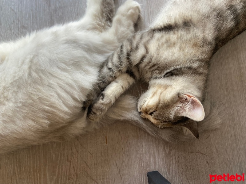 Brazilian Shorthair, Kedi  Küçük fotoğrafı