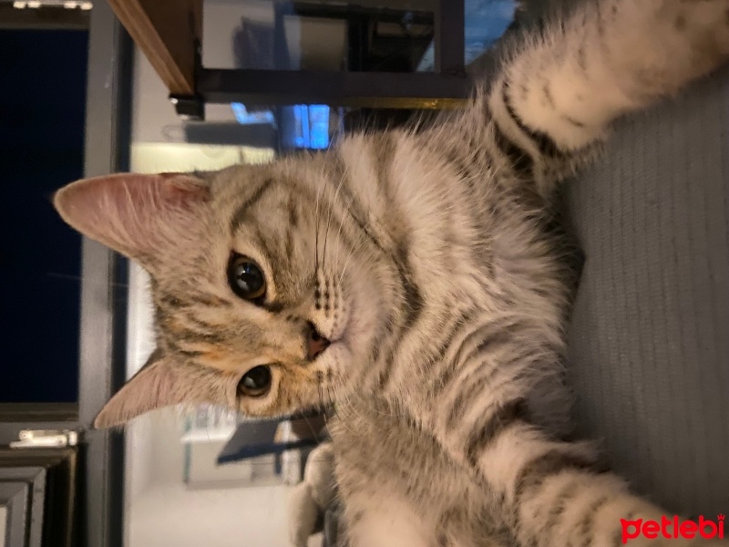 Brazilian Shorthair, Kedi  Küçük fotoğrafı