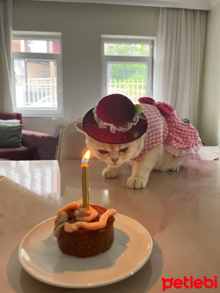 British Shorthair, Kedi  Şila fotoğrafı