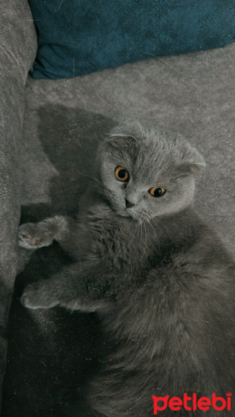 Scottish Fold, Kedi  Luna fotoğrafı