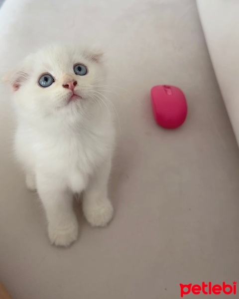 Scottish Fold, Kedi  Lokum fotoğrafı