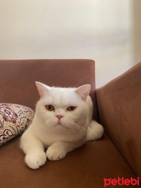 British Shorthair, Kedi  Hera fotoğrafı