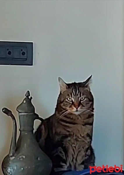 Tekir Kedi, Kedi  Maya fotoğrafı