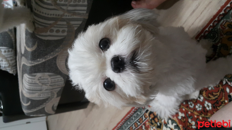 Shih Tzu, Köpek  Bıdış fotoğrafı