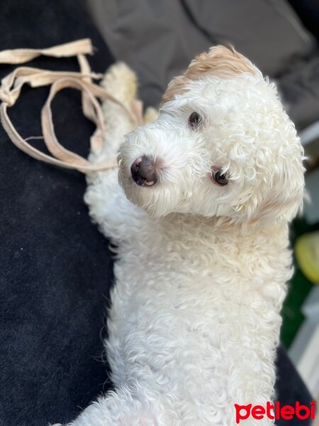 Maltese, Köpek  Dodo fotoğrafı