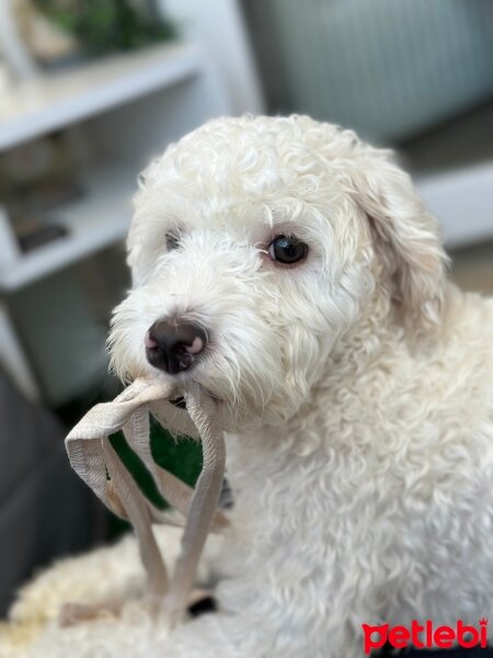 Maltese, Köpek  Dodo fotoğrafı