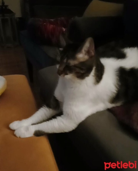 Tekir Kedi, Kedi  Nova fotoğrafı