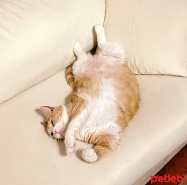 Tekir Kedi, Kedi  ŞEFTALİ fotoğrafı